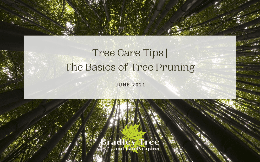 An Introduction to Tree Pruning | The Basics
