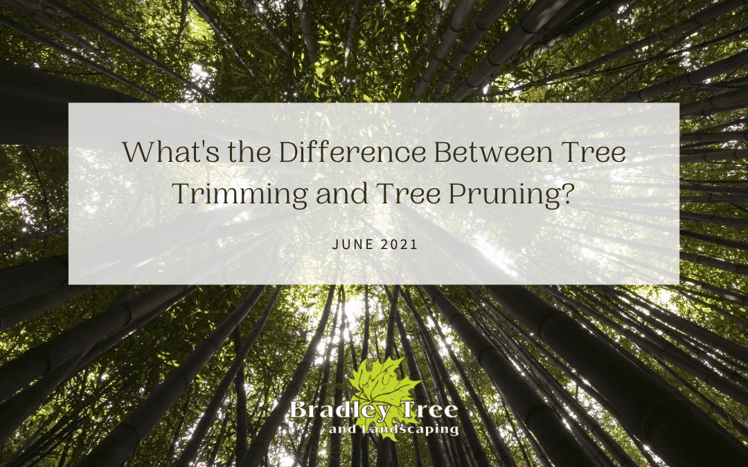 What’s the Difference Between Tree Trimming and Tree Pruning?