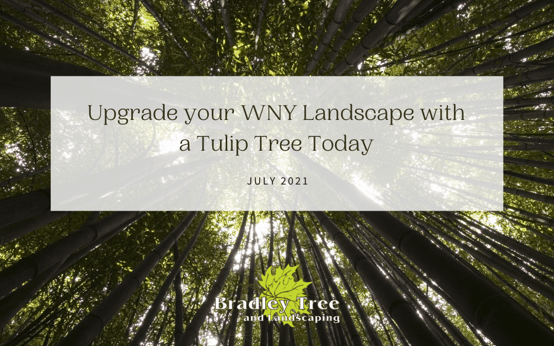 Upgrade Your WNY Landscape With A New Tulip Tree Today