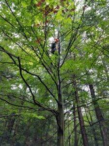 An isa-certified, professional arborist providing tree care in the WNY region.