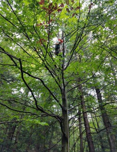 a bradley tree trimmer waves to the camera from atop a large wny tree
