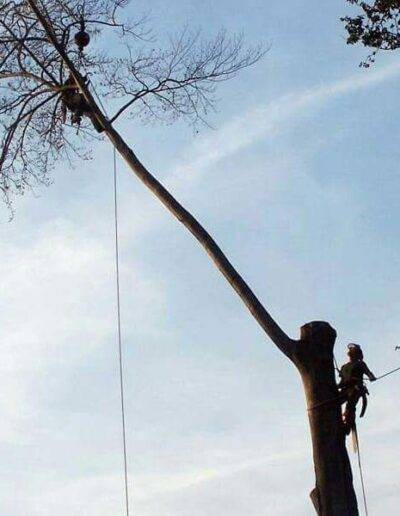 2 tree workers in wny cutting a very large tree while harnessed