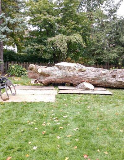 a massive tree that has been freshly cut down and is being chopped up