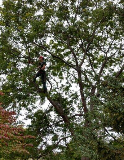 wny tree service worker high up in tree doing some trimming and pruning