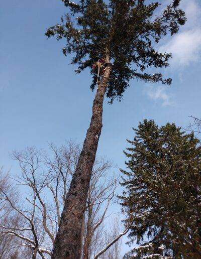 tree service worker in wny high up in tree