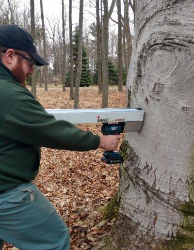 tree worker testing a tree in wny with IML-RESI F-Series resistograph