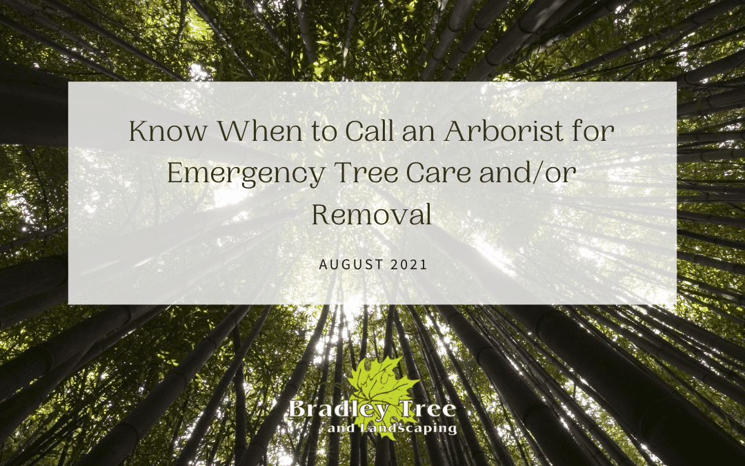 know when to call an arborist for emergency tree care.