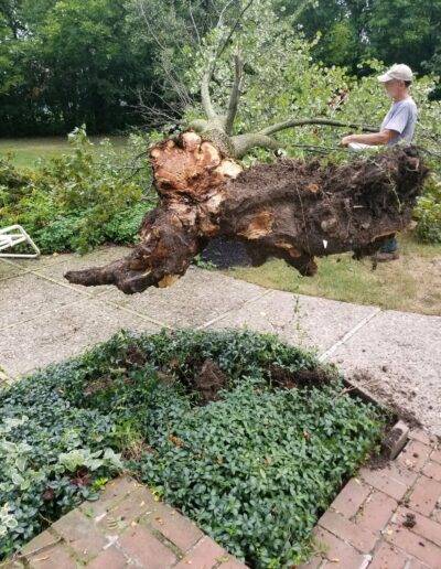 a tree worker assesses roots after a large tree remoal job in wny