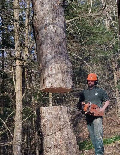 a tree company worker in wny woods standing with a chainsaw cutting through a large tree trunk