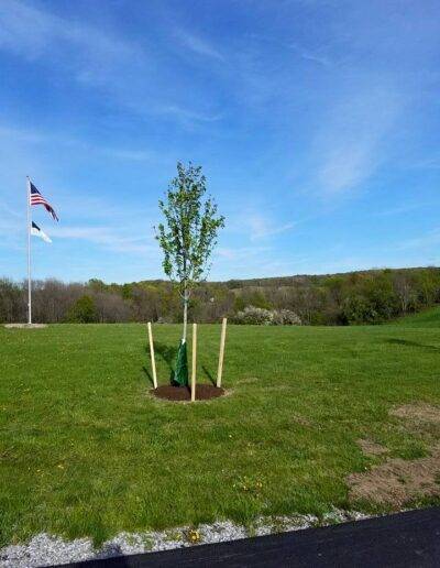 new tree sapling planted in a field