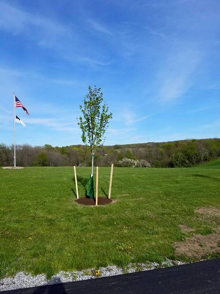 new tree sapling planted in a field