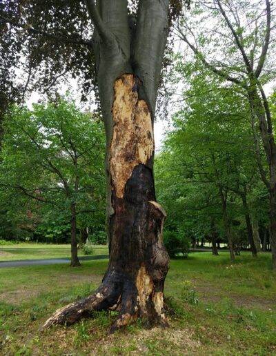 a large tree demonstrates significant signs of tree disease prior to plant healthcare treatment or removal