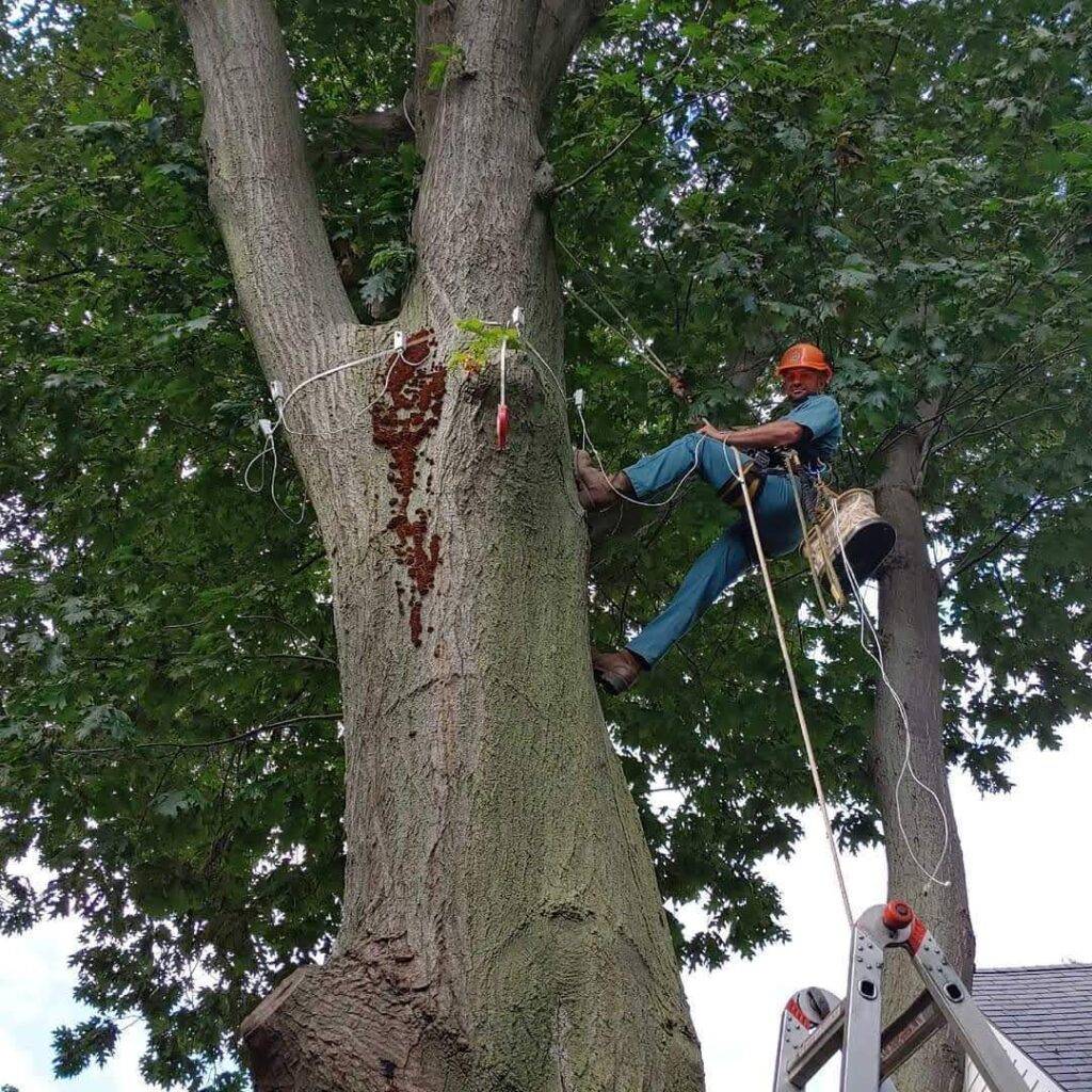 Man on top of tree and secured by rope