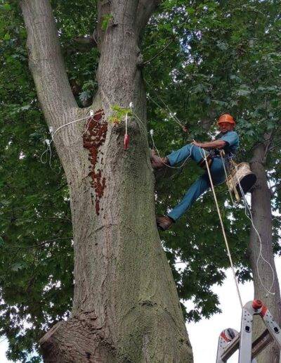 Man on top of tree and secured by rope