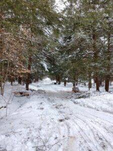 snow covered trees are beautiful, but may be hiding snow and ice damage underneath/