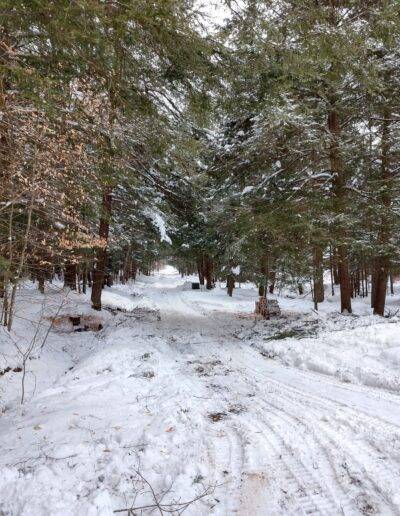 snow covered trail, lined by a live evergreen tree grouping is a beautiful sight