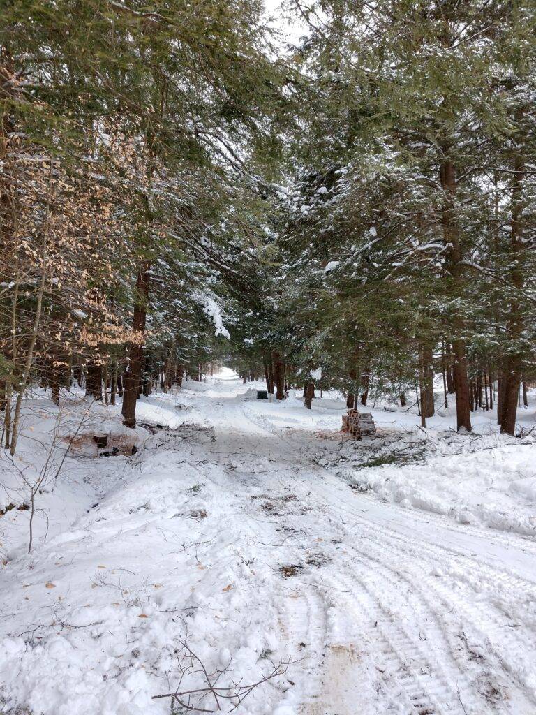 snow covered trail, lined by a live evergreen tree grouping is a beautiful sight