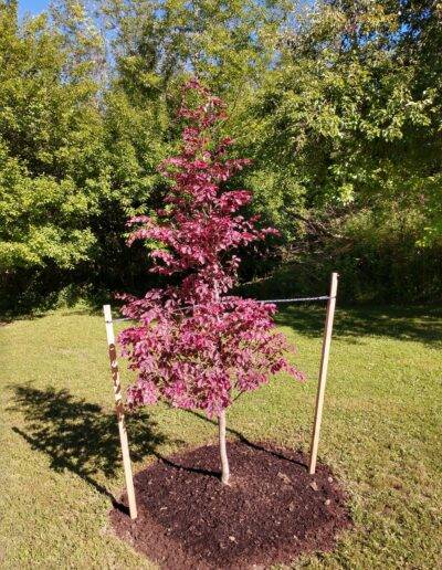 a freshly planted tree in wny supported by stakes and cables