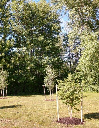 4 freshly planted trees in the sunlight of wny supported by stakes