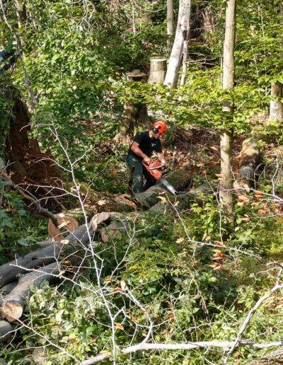 wny tree company team member chainsaws through a downed tree in the woods