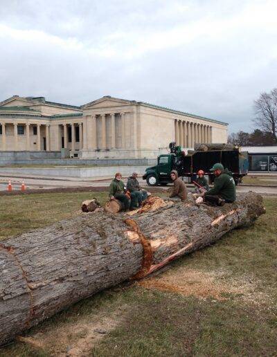 Bradley tree team takes a break sitting atop a large tree being cut with buffalo albright knox art museum in the background