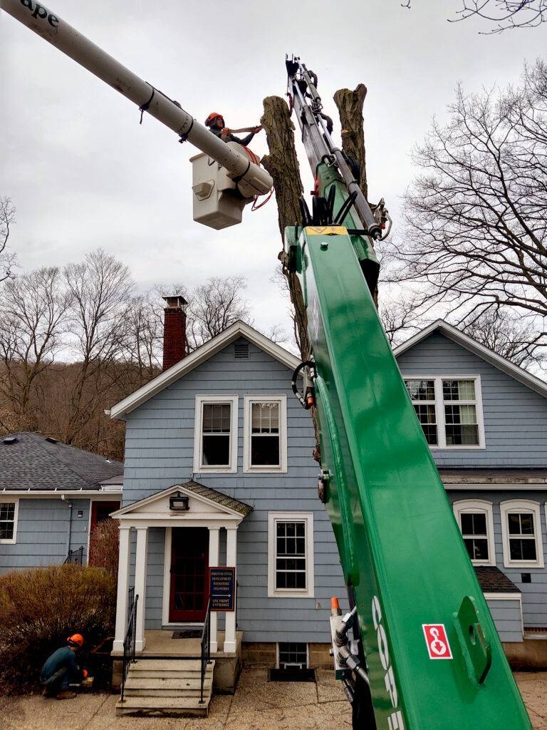 crane arm safely removing a tree