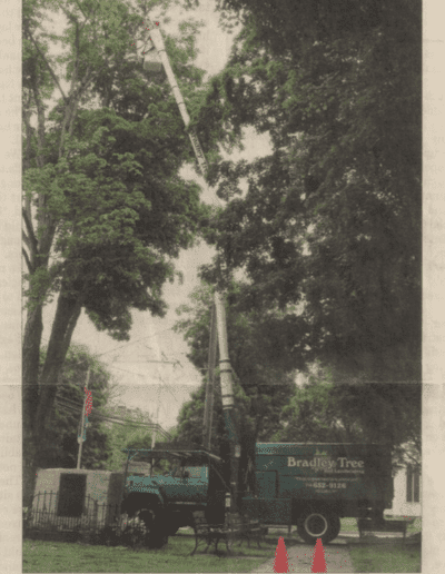 newspaper clipping of the expert ny tree care we offer