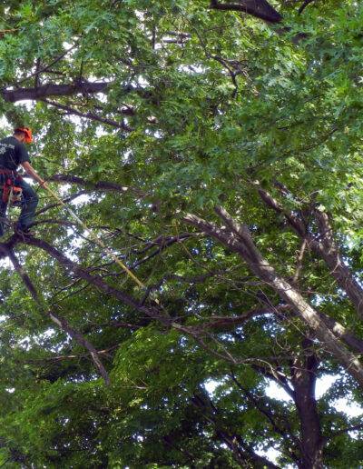 liscenced and certifed arborist of bradley trees performing some tree care