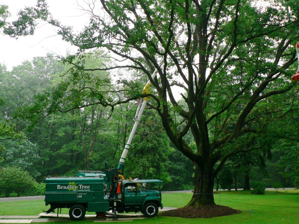 certified arborists of bradley tree and landscaping inspecting a tree prior to tree branch pruning