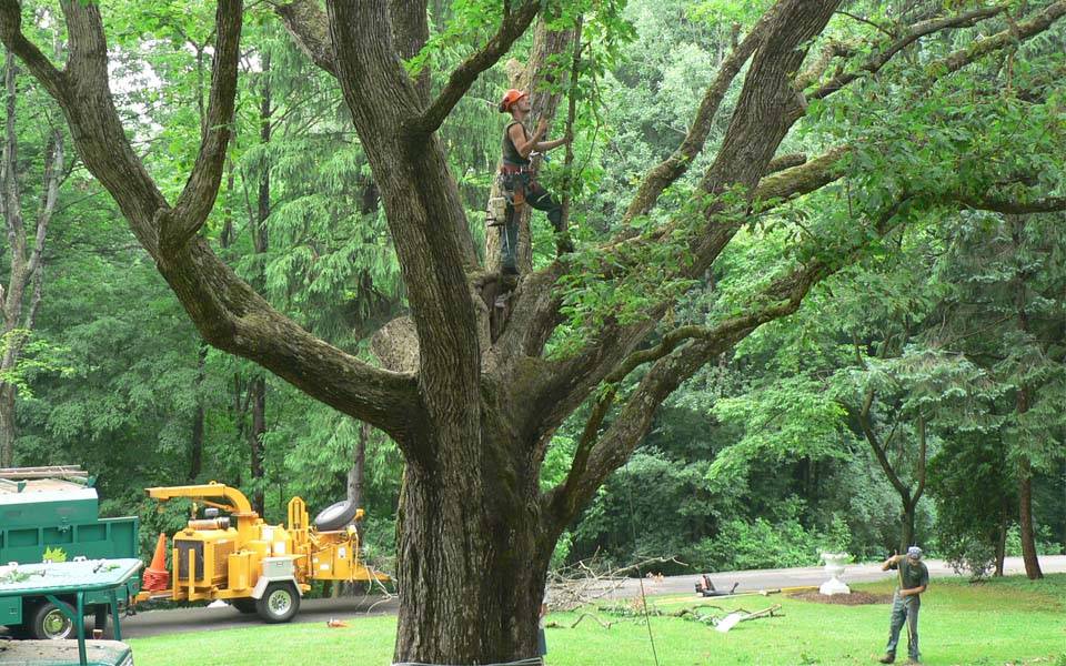 two certified arborists getting ready to give this tree care.