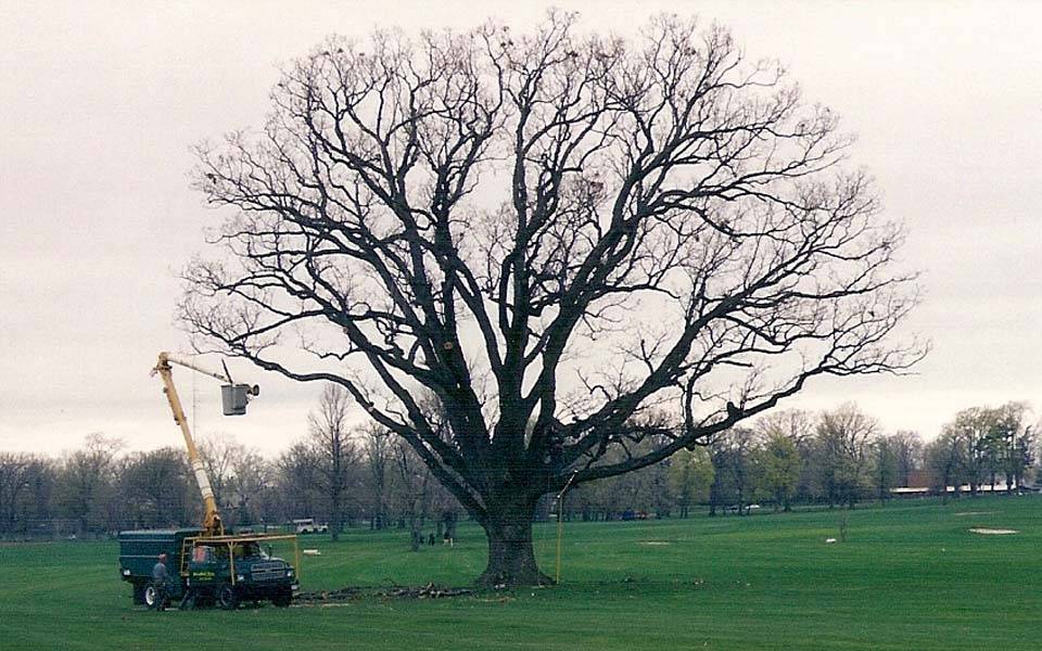 a tree being prepped for work