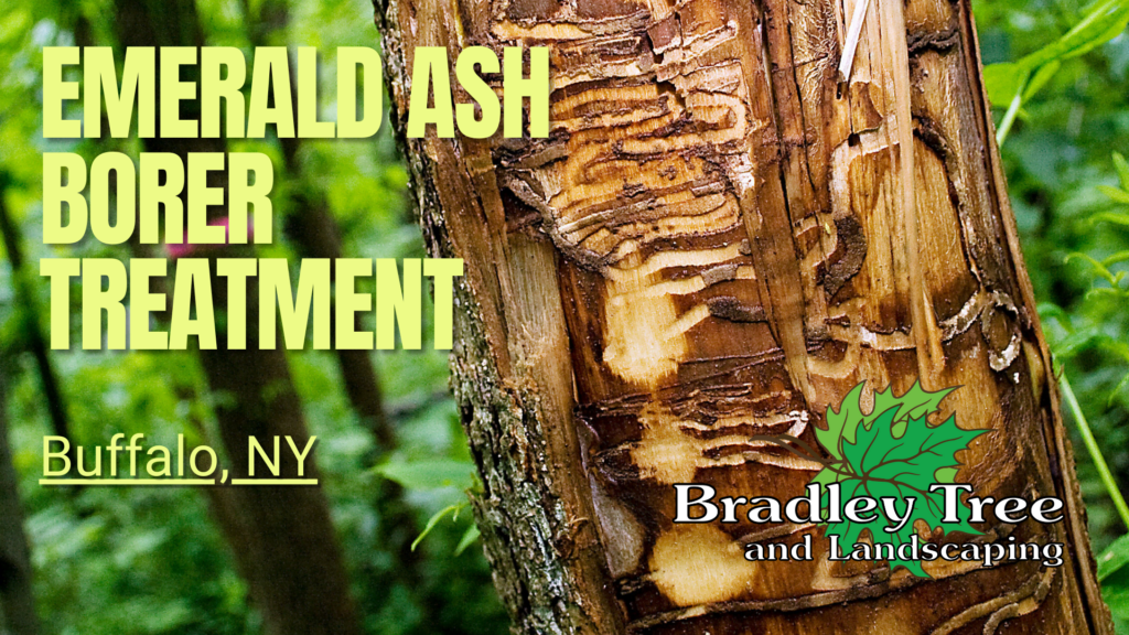 WNY emerald ash borer treatment 