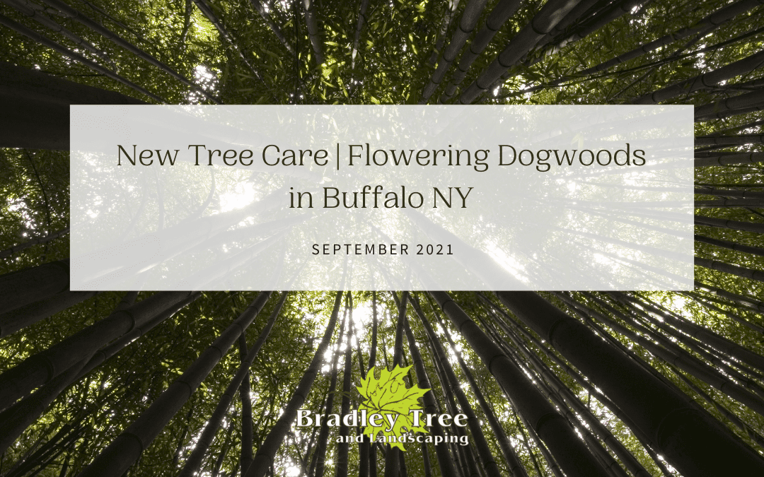 New tree care for flowering dogwoods in buffalowoods.