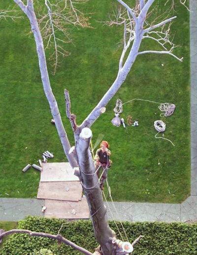 arial shot of certified arborist in a harness on a tree