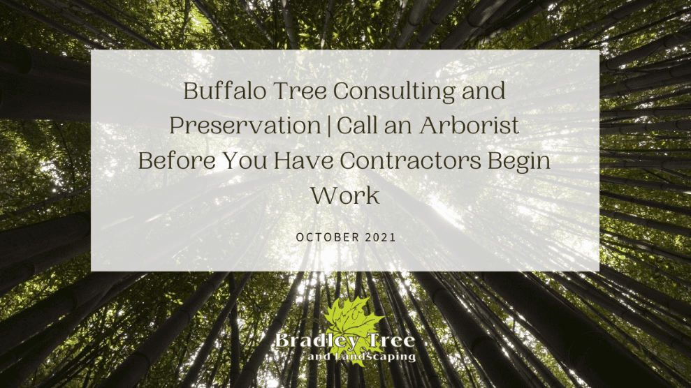 buffalo tree consulting recommends calling an architect before beginning work with contractors.