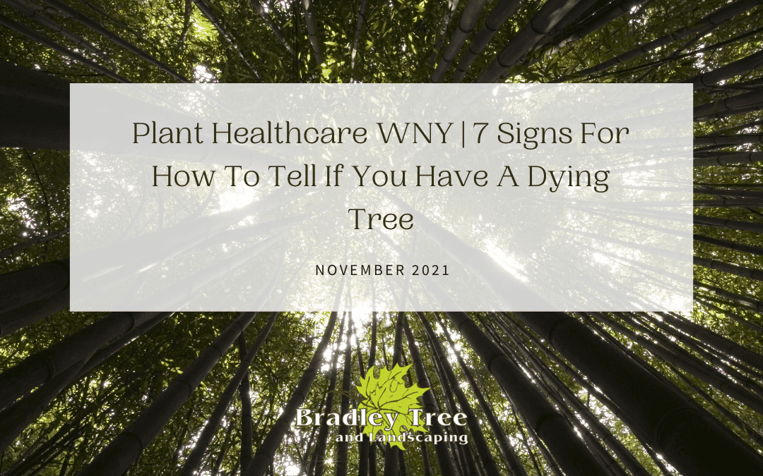 Plant Healthcare WNY | 7 Signs For How To Tell If You Have A Dying Tree