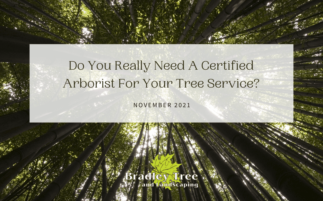 Do You Really Need A Certified Arborist For Your Tree Service in WNY?