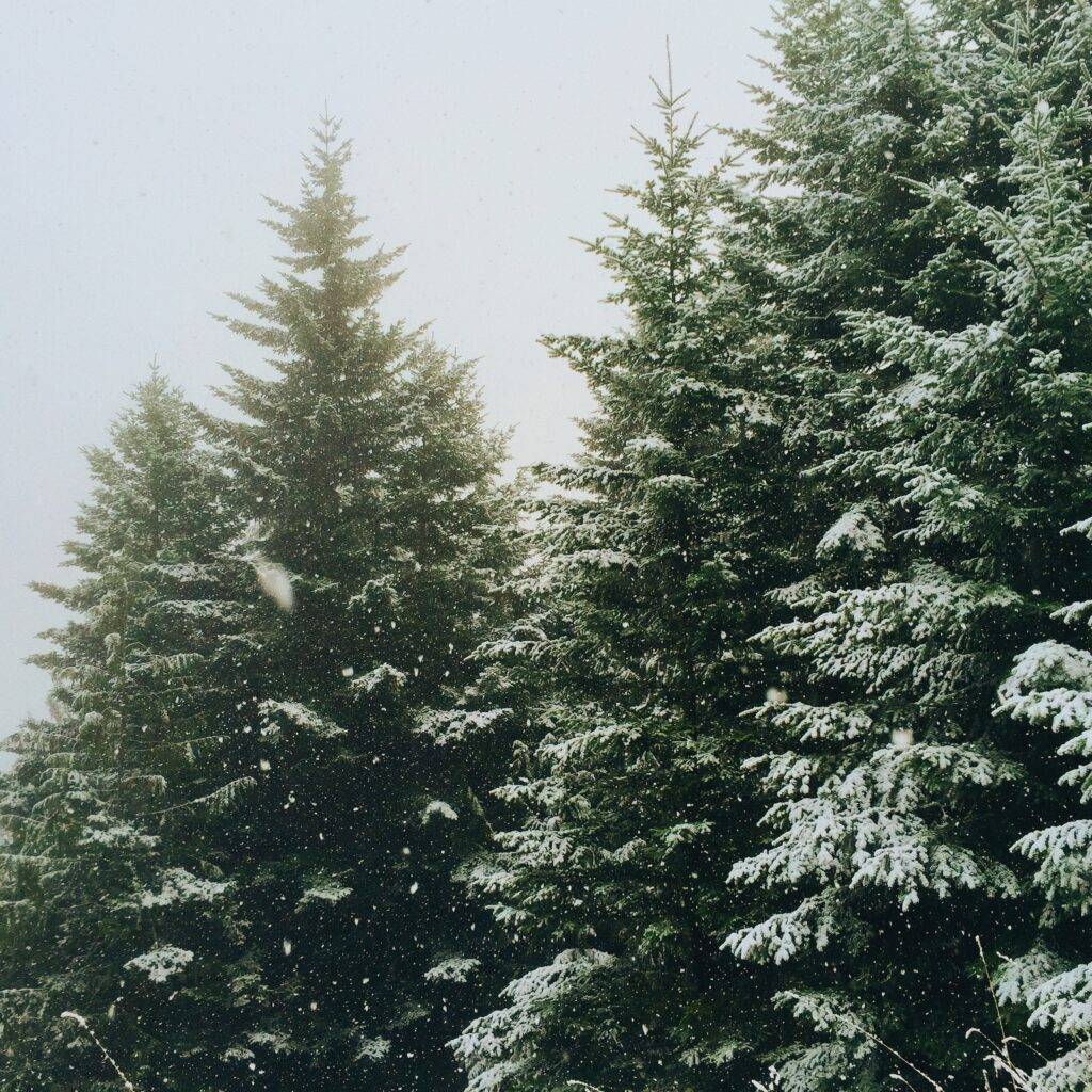 Live evergreen tree grouping outside during a snowstorm. 