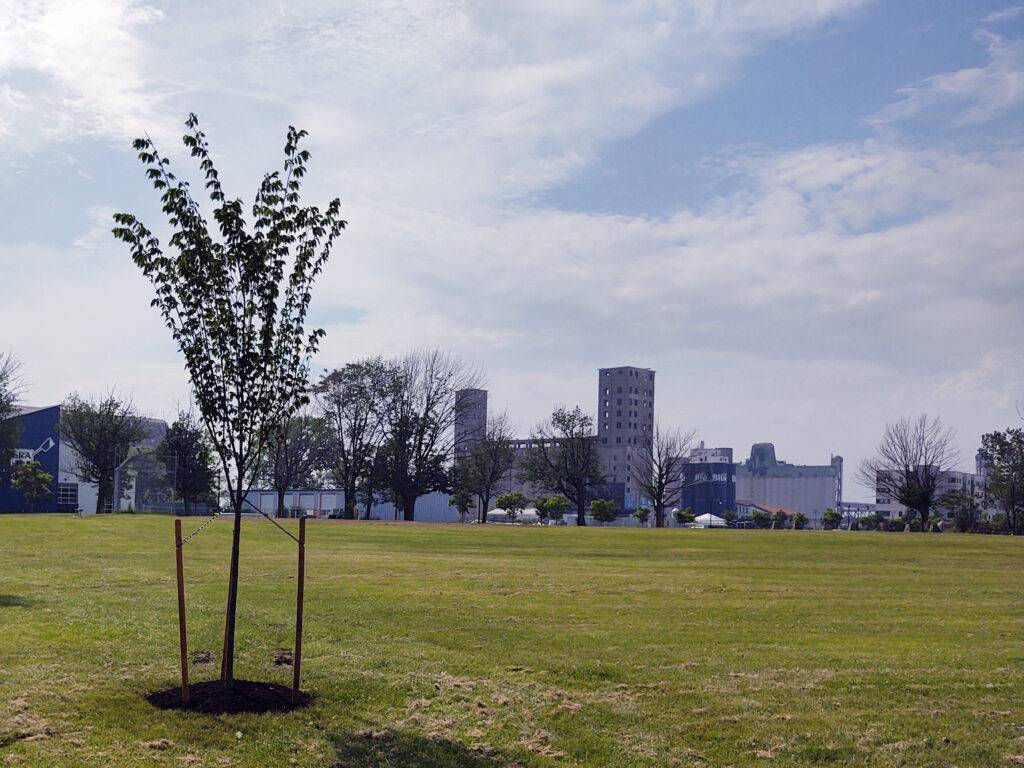 a tree transplanting done in a park field in buffalo by the isa-certified arborists at bradley trees.