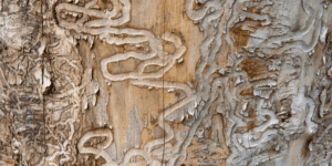 Larval galleries caused by emerald ash borer beetles 