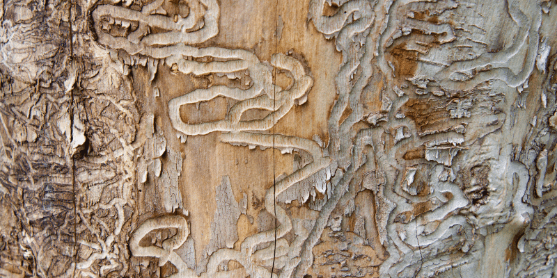 Larval galleries caused by the invasive insects, emerald ash borer beetles' larvae