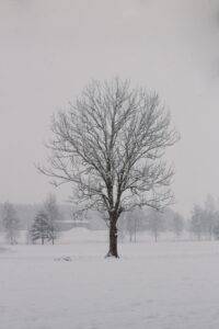 a tree after pruning standing tall in the snow in winter. 