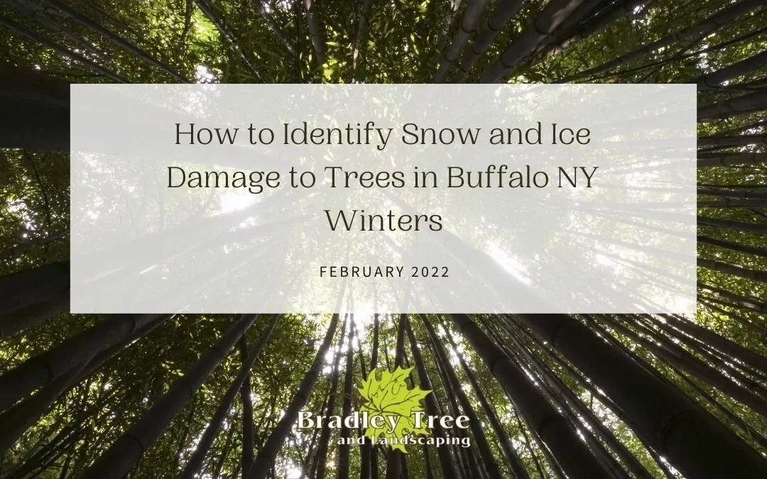How to Identify Snow and Ice Damage to Trees in Buffalo NY Winters
