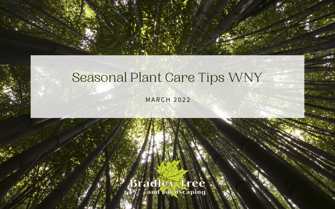 Seasonal plant care tips WNY