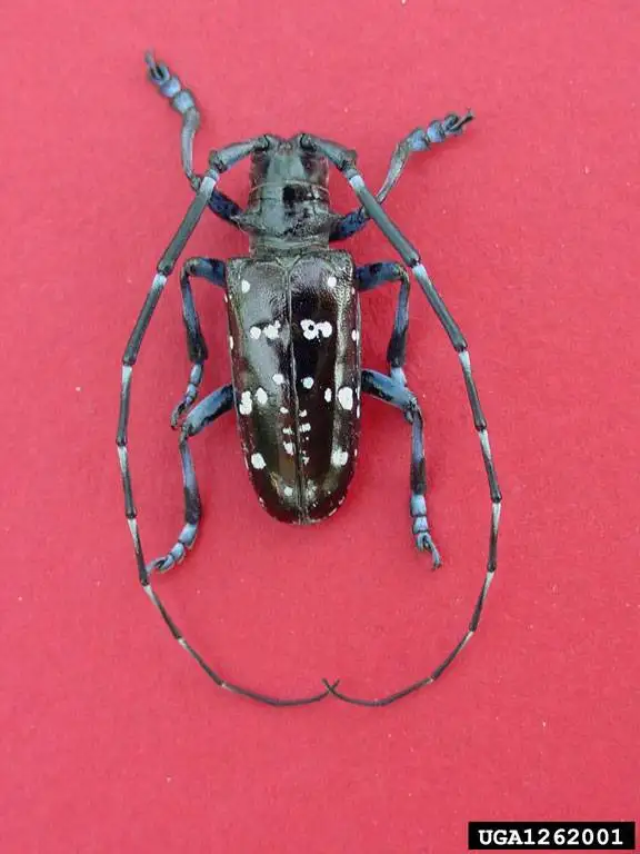 Image of adult Asian Longhorn Beetle
