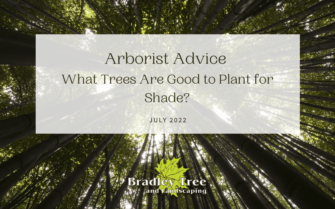 Arborist Advice | What Trees Are Good to Plant for Shade?