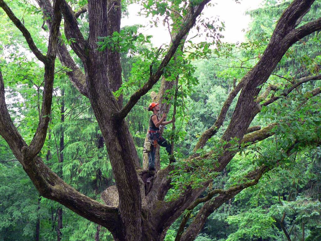 Man standing in tree for some pruning work