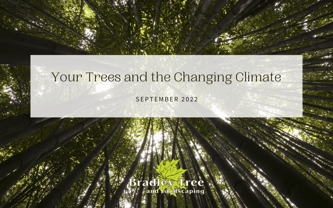 Your Trees and the Changing Climate