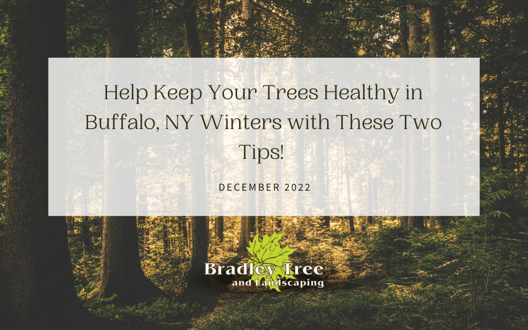 Buffalo NY Plant Healthcare | Tips on How to Protect Your Trees This Winter!