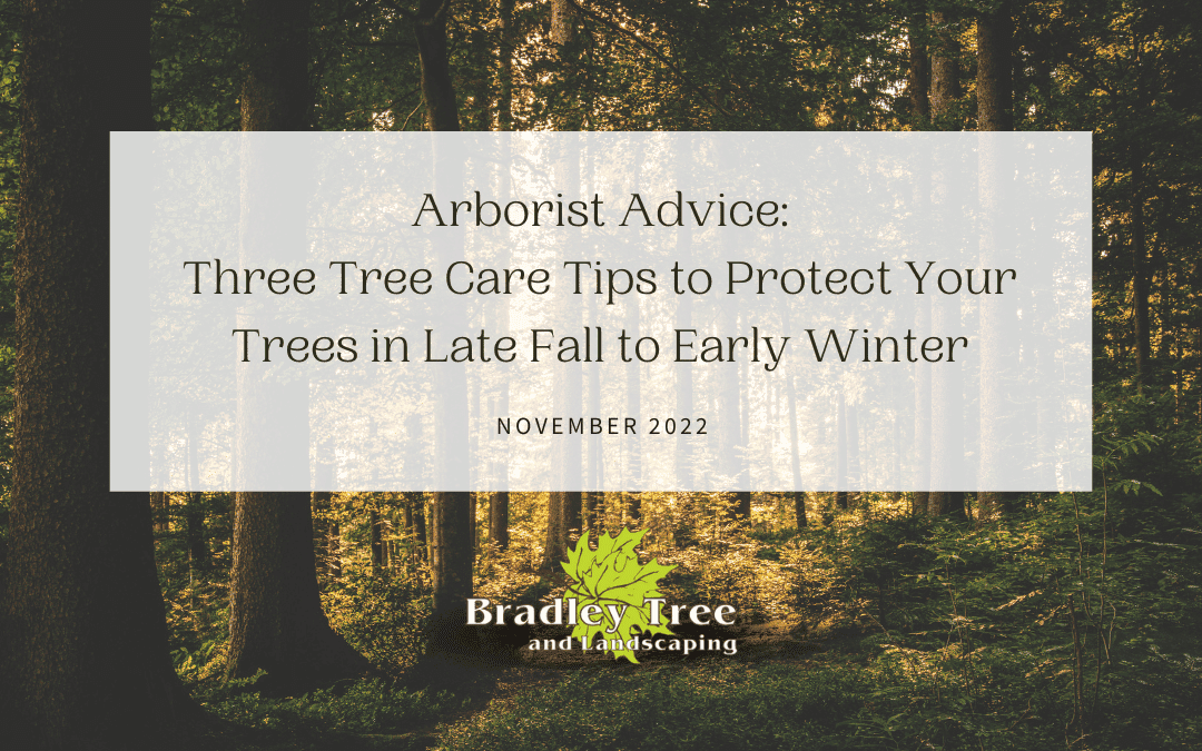 Three Tree Care Tips to Protect Your Trees in Late Fall to Early Winter